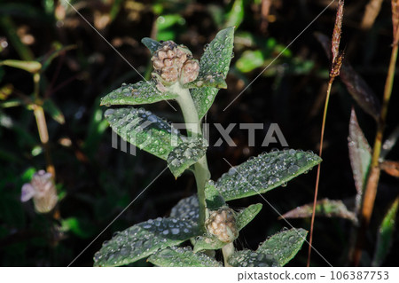 Stachis is an annual plant of the Lamiaceae family. It grows well in open ground. Stachis is an annual plant of the Lamiaceae family. It grows well in open ground. 106387753