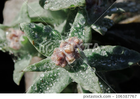 Stachis is an annual plant of the Lamiaceae family. It grows well in open ground. Stachis is an annual plant of the Lamiaceae family. It grows well in open ground. 106387767