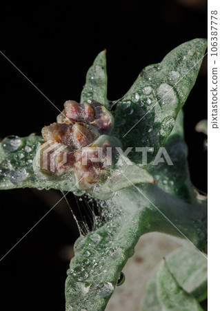 Stachis is an annual plant of the Lamiaceae family. It grows well in open ground. Stachis is an annual plant of the Lamiaceae family. It grows well in open ground. 106387778