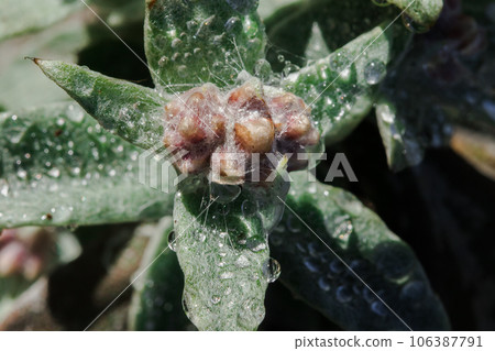 Stachis is an annual plant of the Lamiaceae family. It grows well in open ground. 106387791