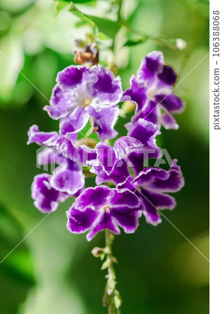 Duranta repens is a shrub with purple flowers and petals. Duranta repens is a shrub with purple flowers and petals. 106388068