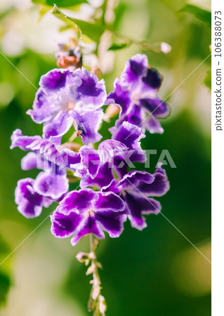 Duranta repens is a shrub with purple flowers and petals. Duranta repens is a shrub with purple flowers and petals. 106388073