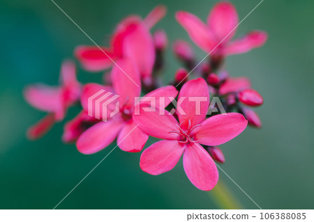 Peregrina, Spicy Jatropha, a red flower cluster at the end of the branch. It is a popular garden plant. 106388085