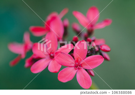Peregrina, Spicy Jatropha, a red flower cluster at the end of the branch. It is a popular garden plant. 106388086