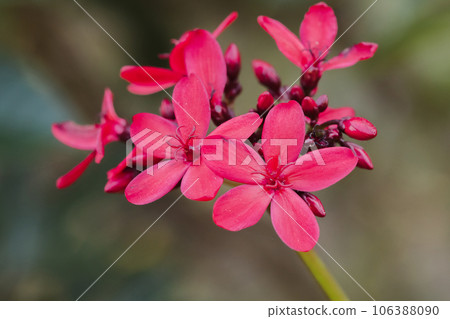 Peregrina, Spicy Jatropha, a red flower cluster at the end of the branch. It is a popular garden plant. 106388090