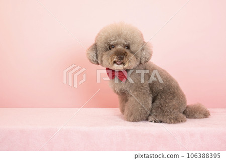 Toy poodle sweet potato smiling with a red bow tie on a pink background 106388395