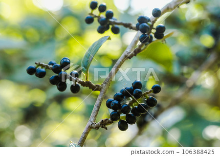 Antidesma thwaitesianum On the fully ripe branches turn black Classified as a wild fruit 106388425