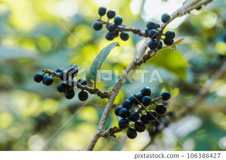 Antidesma thwaitesianum On the fully ripe branches turn black Classified as a wild fruit 106388427