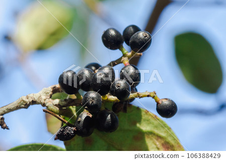 Antidesma thwaitesianum On the fully ripe branches turn black Classified as a wild fruit Antidesma thwaitesianum On the fully ripe branches turn black Classified as a wild fruit 106388429