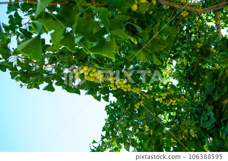 A large amount of young ginkgo nuts (Nongsai Park) A large amount of young ginkgo nuts (Nongsai Park) 106388595