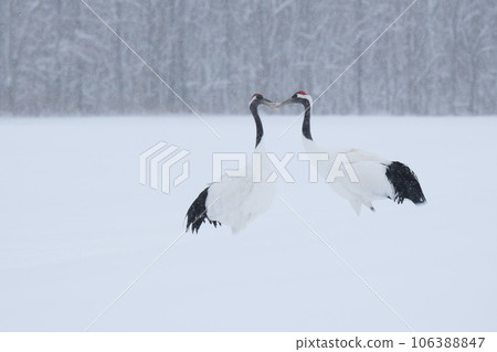Red-crowned cranes at a feeding station in the snow 106388847
