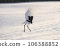 Red-crowned crane spreading its wings and landing Red-crowned crane spreading its wings and landing 106388852