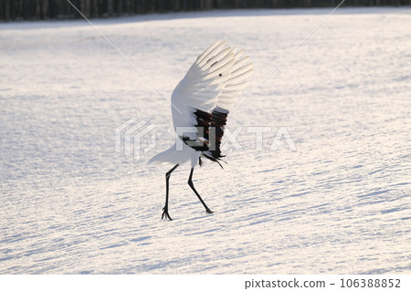 Red-crowned crane spreading its wings and landing Red-crowned crane spreading its wings and landing 106388852