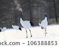 Two red-crowned cranes dancing Two red-crowned cranes dancing 106388853