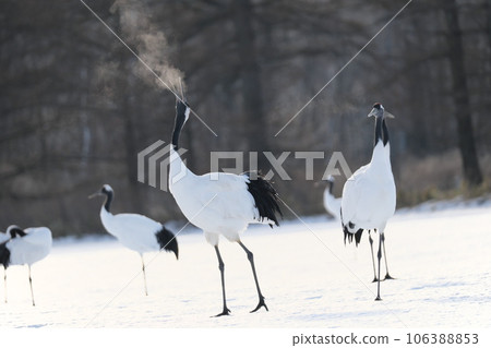 Two red-crowned cranes dancing 106388853