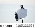 A red-crowned crane walking with the sunset in the background A red-crowned crane walking with the sunset in the background 106388854
