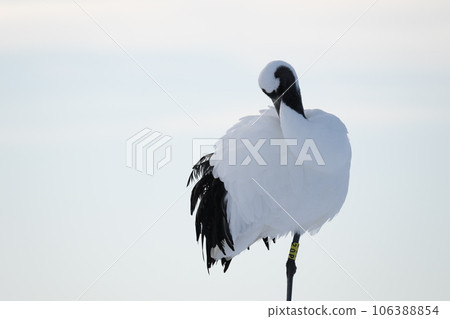 A red-crowned crane walking with the sunset in the background A red-crowned crane walking with the sunset in the background 106388854