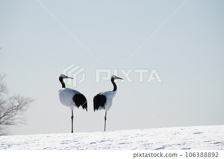A flock of red-crowned cranes flying to the feeding area 106388892