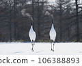 Two red-crowned cranes dancing Two red-crowned cranes dancing 106388893