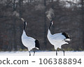 Two red-crowned cranes dancing Two red-crowned cranes dancing 106388894