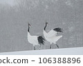 A flock of red-crowned cranes at a snowy feeding ground A flock of red-crowned cranes at a snowy feeding ground 106388896