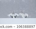 Red-crowned cranes at a feeding station in the snow Red-crowned cranes at a feeding station in the snow 106388897