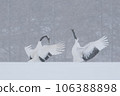 Two red-crowned cranes dancing in the snow Two red-crowned cranes dancing in the snow 106388898