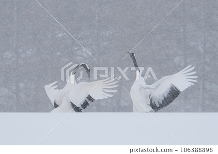 兩隻丹頂鶴在雪地裡翩翩起舞 兩隻丹頂鶴在雪地裡翩翩起舞 106388898