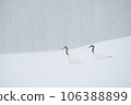 Swan standing on snow-covered stairs Swan standing on snow-covered stairs 106388899