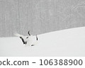 Red-crowned cranes flying to a feeding ground in a snowstorm Red-crowned cranes flying to a feeding ground in a snowstorm 106388900