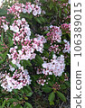 Kalmia 01 106389015
