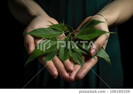 Female hands holding green tea leaves Female hands holding green tea leaves 106389109