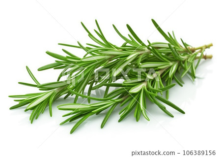 Twig of rosemary on a white background 106389156
