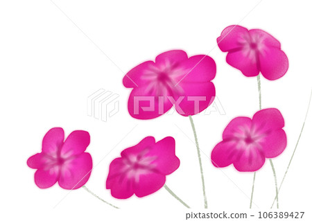 Daffodil old man, Suisen old man (daffodil) flower card 106389427