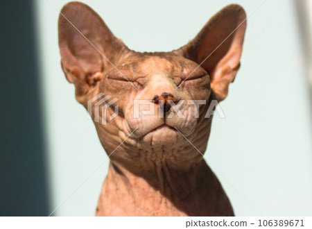 Beautiful gray calm Canadian Sphynx cat with eyes closed relaxing sunbathing in sunlight. Cats muzzle portrait on blue background. Bald naked kitty at home. International Cat Day. Lovely pet indoors. Beautiful gray calm Canadian Sphynx cat with eyes closed relaxing sunbathing in sunlight. Cats muzzle portrait on blue background. Bald naked kitty at home. International Cat Day. Lovely pet indoors. 106389671