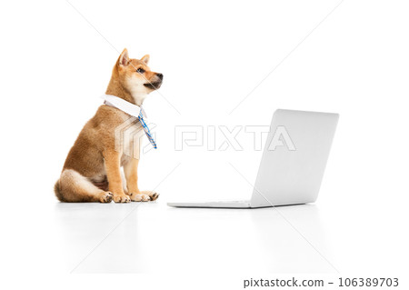 Beautiful purebred dog, Shiba inu pet wearing formal tie sitting with laptop against white studio background. Office life 106389703