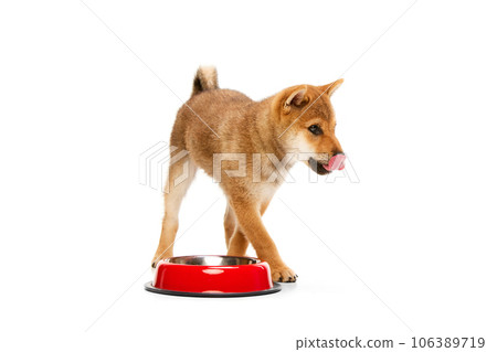 Portrait of cute Shiba Inu puppy with brown fur standing near dog's bowl isolated over white studio background. Yummy for dogs Portrait of cute Shiba Inu puppy with brown fur standing near dog's bowl isolated over white studio background. Yummy for dogs 106389719