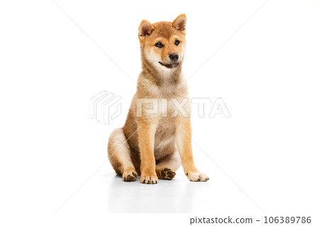 Studio shot of fluffy cute beautiful Shiba Inu puppy posing isolated over white background. Pet looks healthy and happy. Concept of care, love, animal life Studio shot of fluffy cute beautiful Shiba Inu puppy posing isolated over white background. Pet looks healthy and happy. Concept of care, love, animal life 106389786