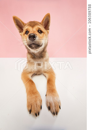 delightful Shiba inu puppy with cute face posing over pastel pink studio background. Wide angle. Clever dog face delightful Shiba inu puppy with cute face posing over pastel pink studio background. Wide angle. Clever dog face 106389788