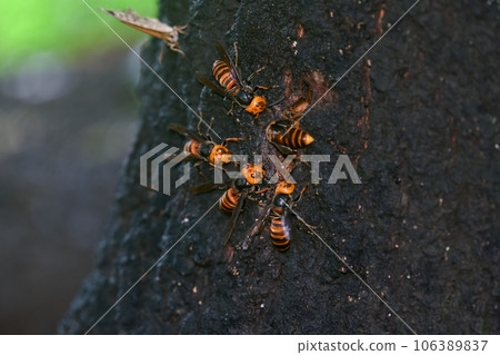 Wheatstone 106389837