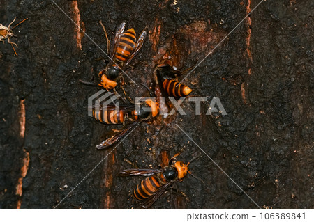 Wheatstone 106389841