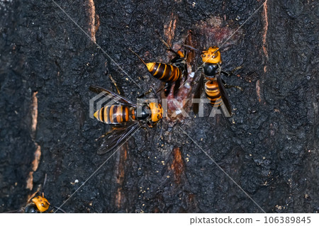 Wheatstone 106389845