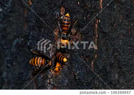 Wheatstone 106389847