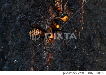 Wheatstone 106389848