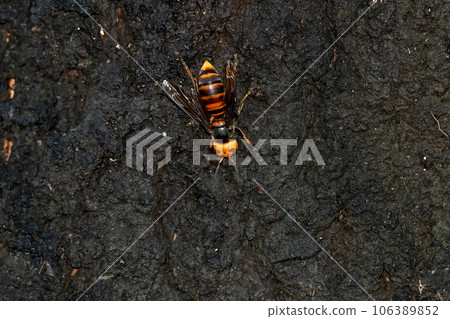 Wheatstone 106389852