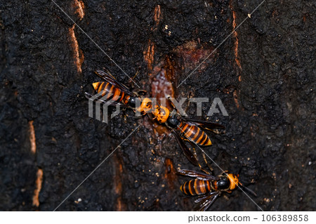 大虎頭蜂 大虎頭蜂 106389858