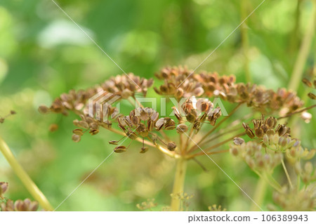 parsnip seeds 106389943