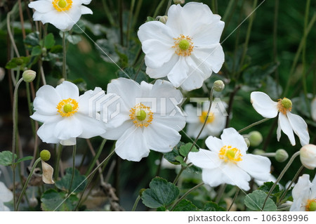 打破碗花花 106389996