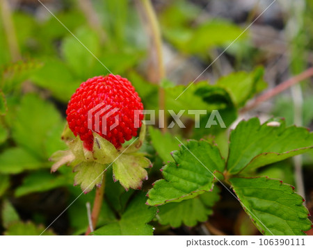 Bright red snake strawberry fruit found on the Arakawa riverbed in spring Bright red snake strawberry fruit found on the Arakawa riverbed in spring 106390111