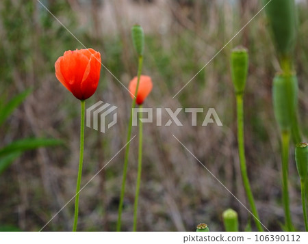 Nagami poppy blooming in the back alley of a residential area in spring Nagami poppy blooming in the back alley of a residential area in spring 106390112